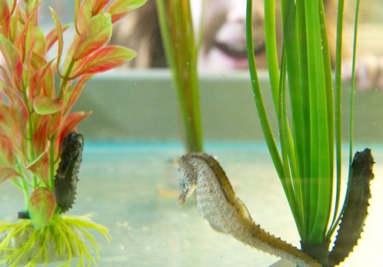 SEA LIFE İstanbul’da Bulunan Denizatları Aşk Hayatları ile Büyülüyor