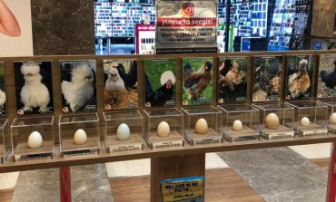 Dünyanın en özel yumurtaları İstanbullularla buluşuyor