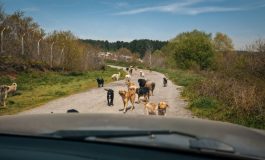 Köpek Filmi festival yolculuğuna 38. İstanbul Film Festivali'nde başlıyor