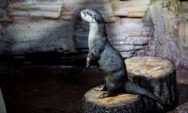 Dünya Su Samurları Günü Emaar Akvaryumda kutlanıyor