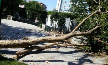 Gezi parkında kuruyan ağaçlar kaldırıyor, yenileri dikiliyor