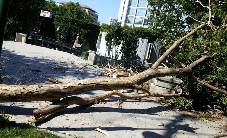 Gezi parkında kuruyan ağaçlar kaldırıyor, yenileri dikiliyor