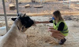 Yangın mağduru hayvanlar için HAÇİKO Yaşam Çiftliği kuruluyor