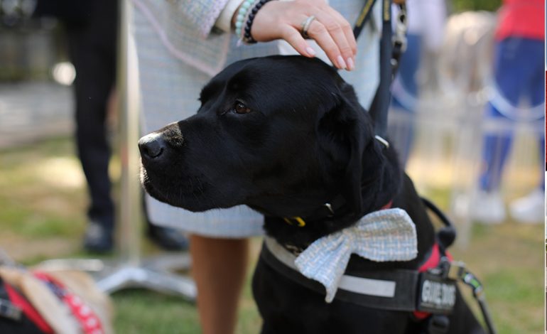 Uluslararası Rehber Köpek Günü Kutlanıyor