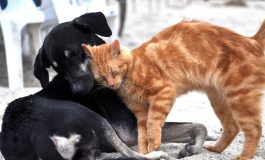 The Purest Solutions ve HAÇİKO "Bir Mama, Bir Umut" Projesiyle Sokak Hayvanlarına Sıcacık Bir Yardım Eli Uzatıyor