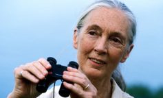 Pera Müzesi, dünyaya bakışımızı değiştiren Dr. Jane Goodall’ı ağırlıyor