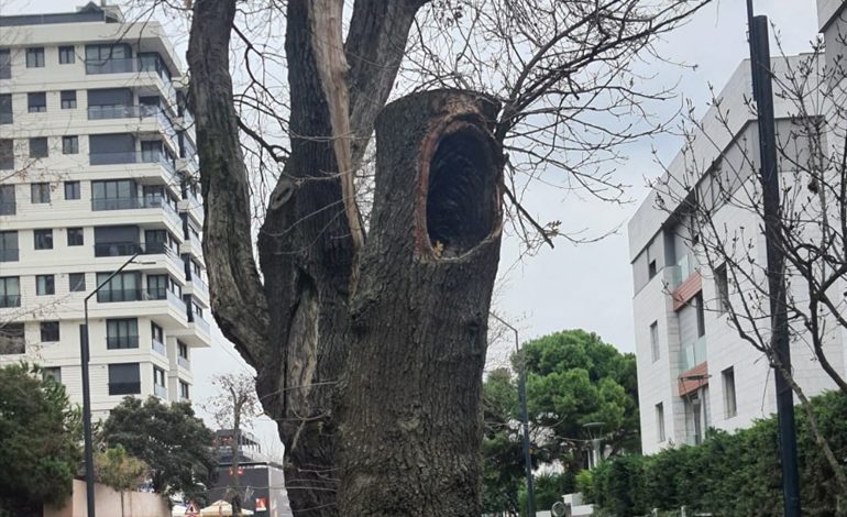 KADIKÖY’DEKİ HASTA AĞAÇLARIN YERİNE YENİLERİ DİKİLECEK