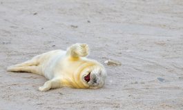 NIKON, 2024 THE COMEDY WILDLIFE AWARDS İÇİN DÜNYANIN EN EĞLENCELİ KARELERİNİ YAYINLADI