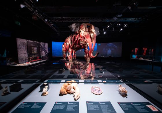 İSTANBUL CEVAHİR’DE ANIMAL INSIDE OUT SERGİSİ DEVAM EDİYOR