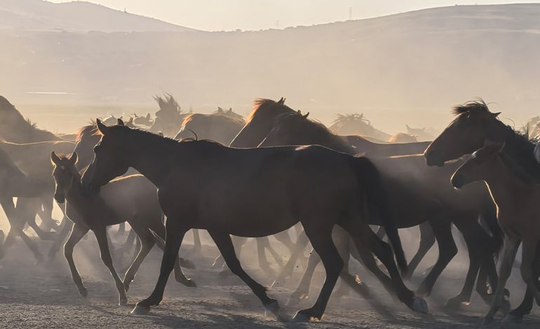 Coşkun Aral’ın Son Belgeselinde Türkiye’nin Doğusunda Görsel Bir Yolculuğa Çıkın