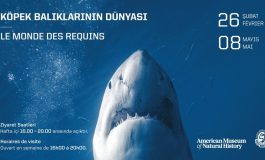ABD’nin Ünlü “Köpek Balıklarının Dünyası” Sergisi Saint-Joseph Lisesi’nde