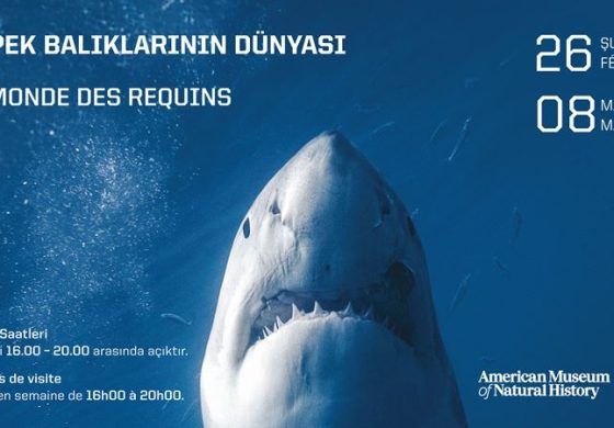 ABD’nin Ünlü “Köpek Balıklarının Dünyası” Sergisi Saint-Joseph Lisesi’nde